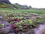 damage to crops 2